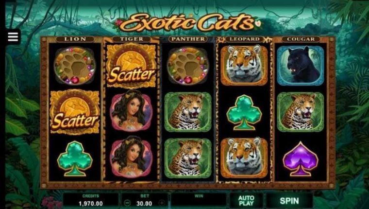 Exotic Cats | Beste Online Casino Gokkasten | speel casino online