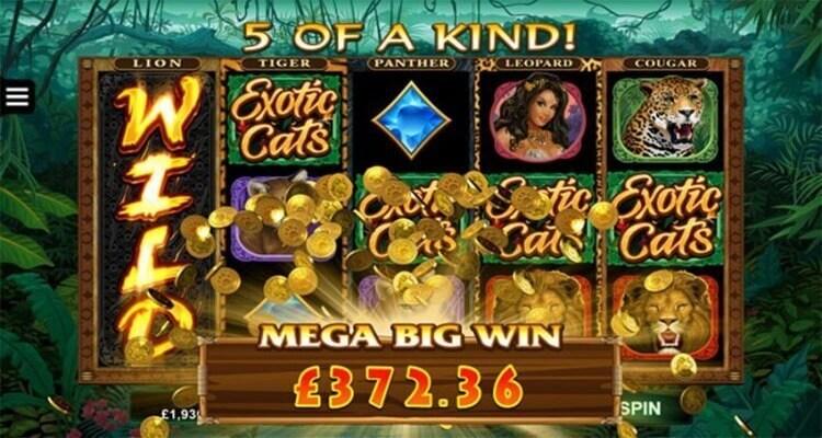 Exotic Cats Mega Big Win