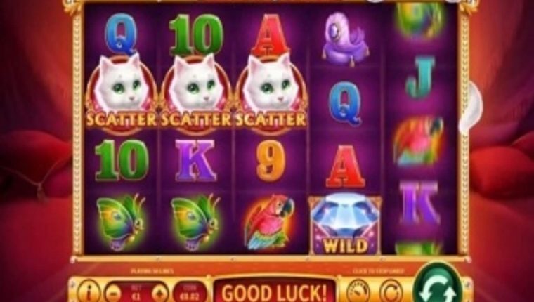 KITTY WILD | Beste Online Casino Gokkasten | wekomstbonus