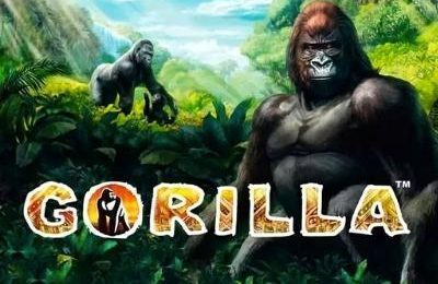 Gorilla | Beste Online Casino Gokkasten | welkomstbonus
